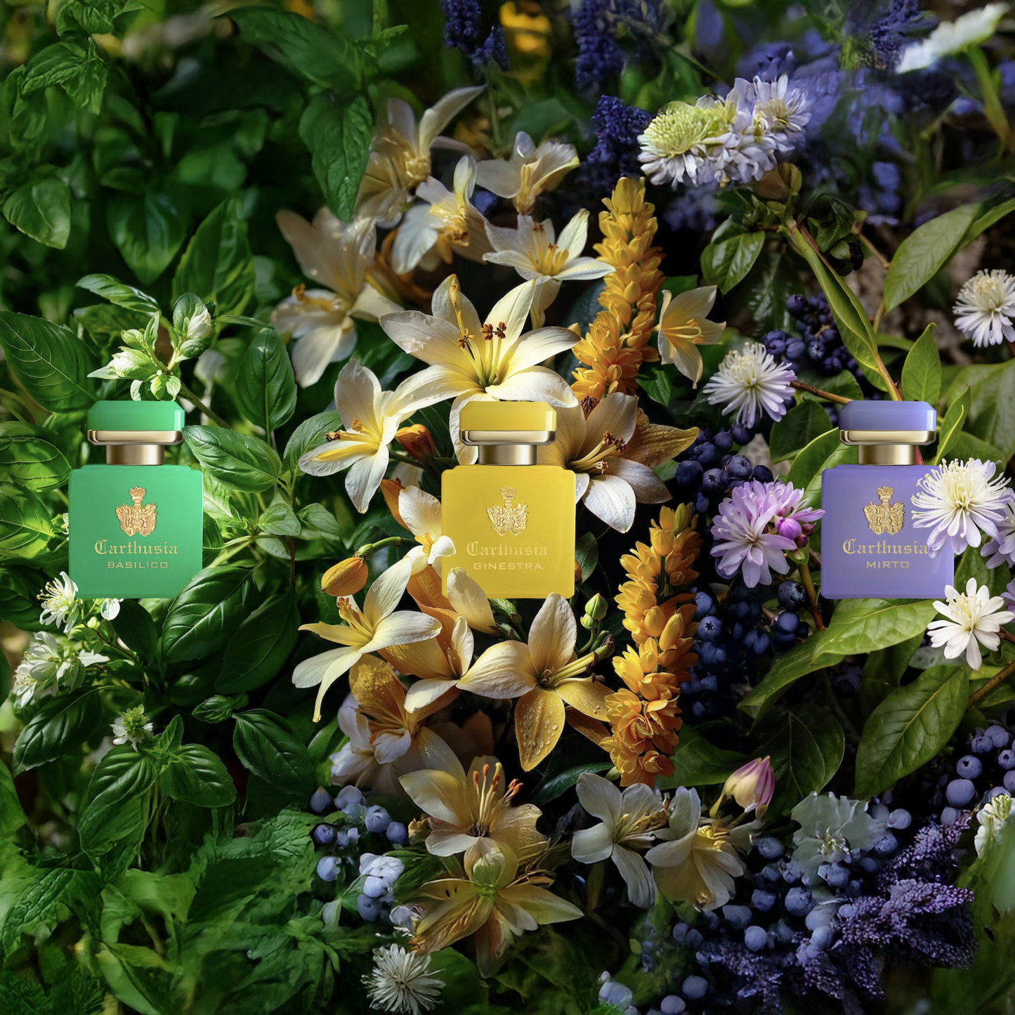 Intenso di Basilico - Perfume 50ml